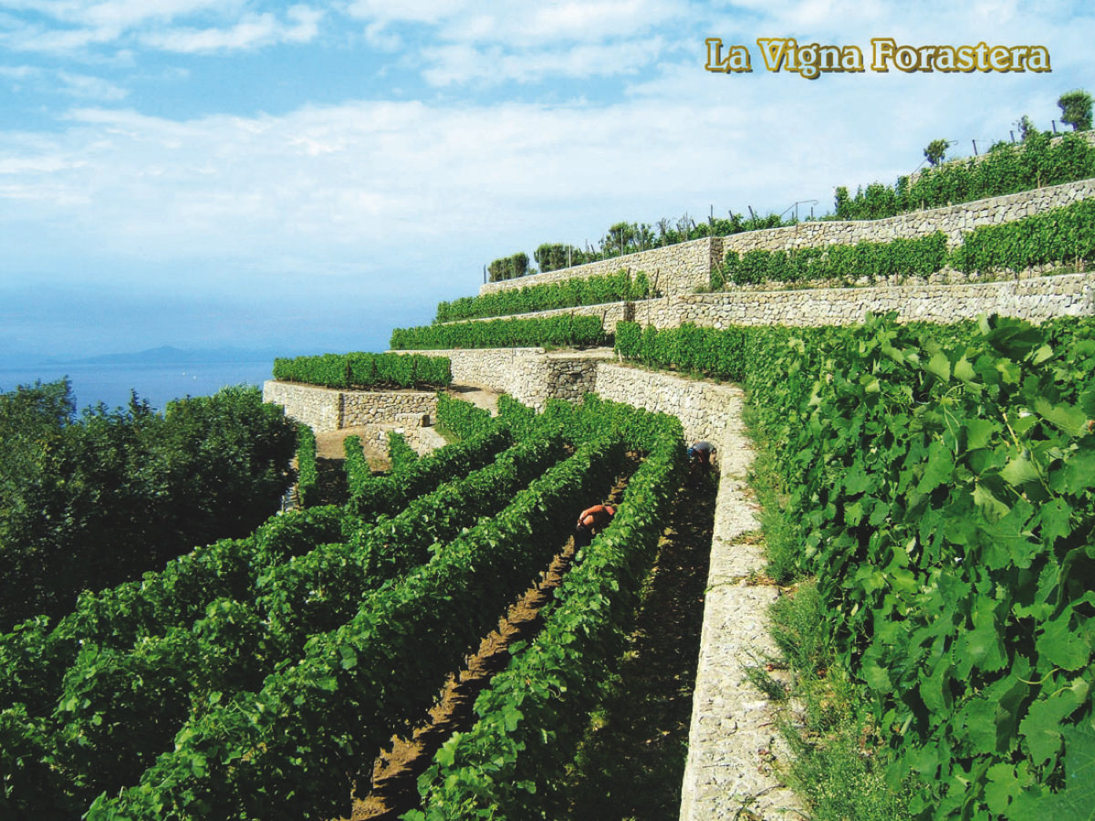 Italien Ischia Hotel Terme la Pergola Weinanbau